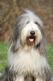 BEARDED COLLIE 414